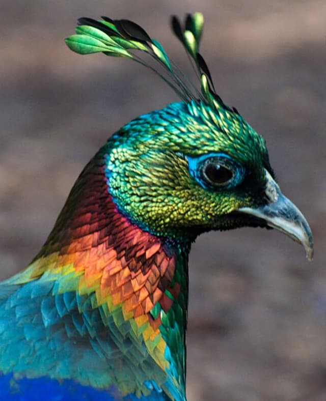 Bird Watching  in Nepal