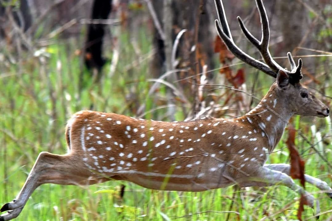 Luxury Chitwan Jungle Safari