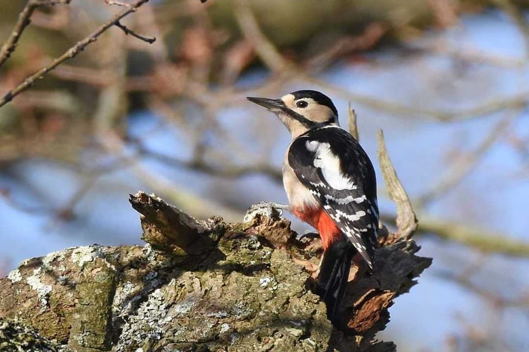 Phulchwoki Hill Bird Watching