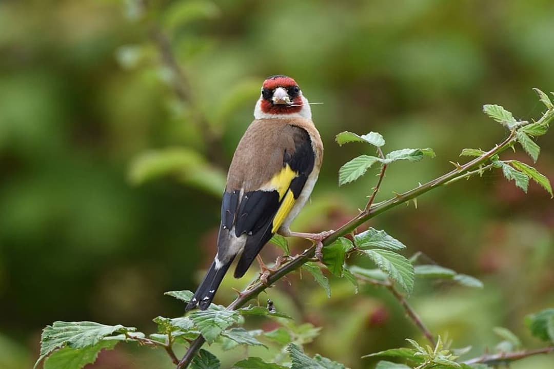 Shivapuri Bird Watching