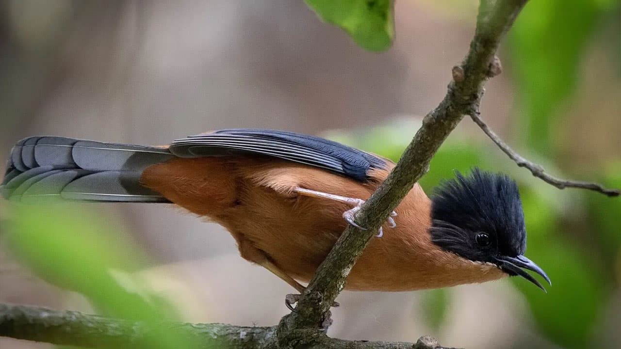 Rufous Sibia At Kathmandu