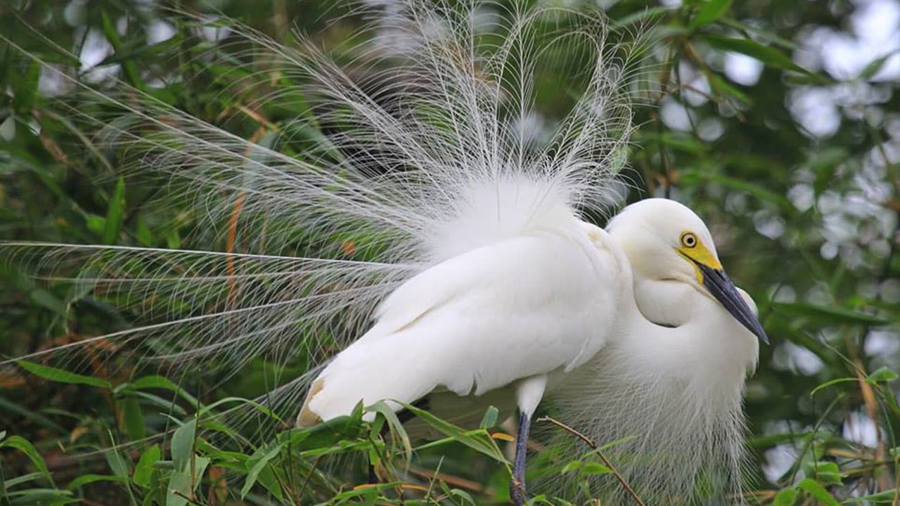 Birds of Chitwan National Park