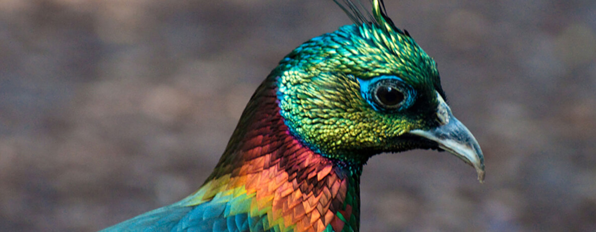 Bird Watching in Nepal