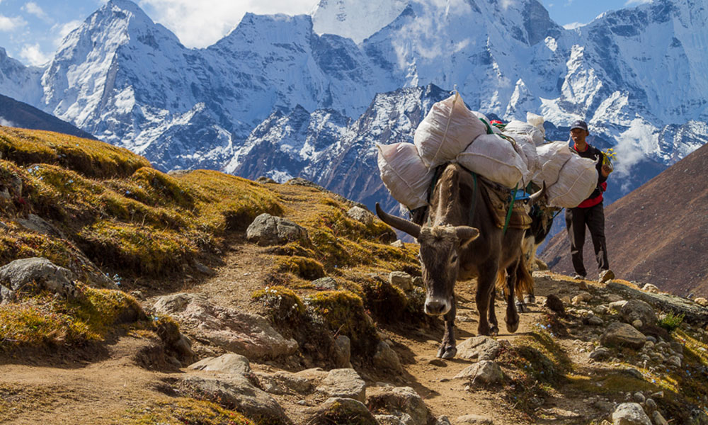 Porter Hire for Everest Region